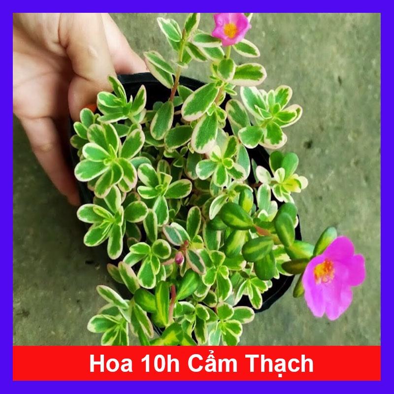 Hoa Mười Giờ Cẩm Thạch - cây cảnh đẹp + tặng phân bón