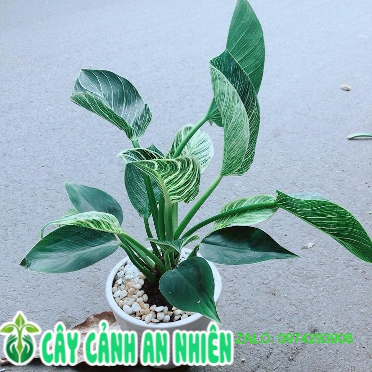 Chậu Cây Trầu Bà Hoàng Kim