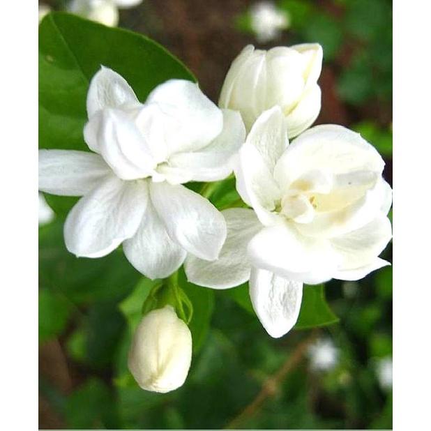 Bộ 2 gói Hạt giống hoa nhài trắng,hạt giống tốt-1 gói 10 hạt