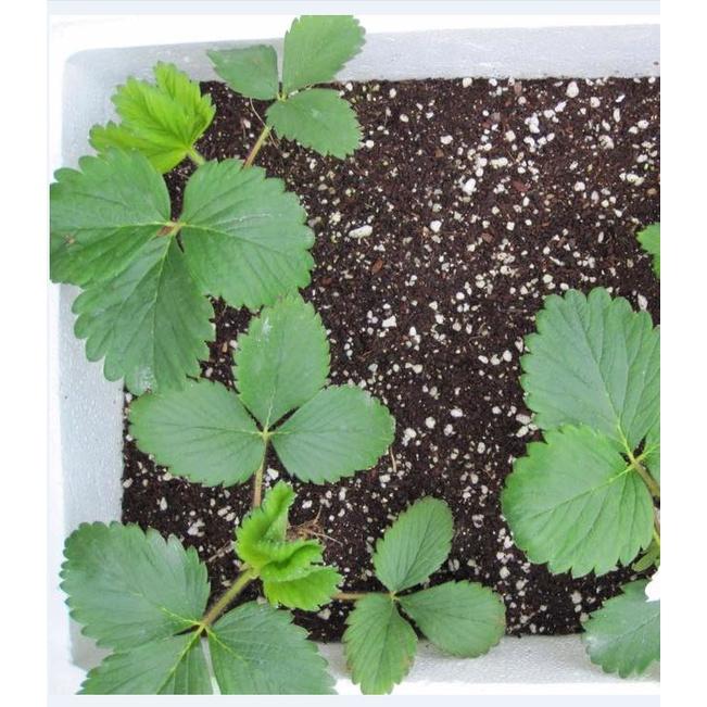 Hạt giống dâu tây đỏ khổng lồ-Gói 50 hạt-tặng kèm gói phân bón lót