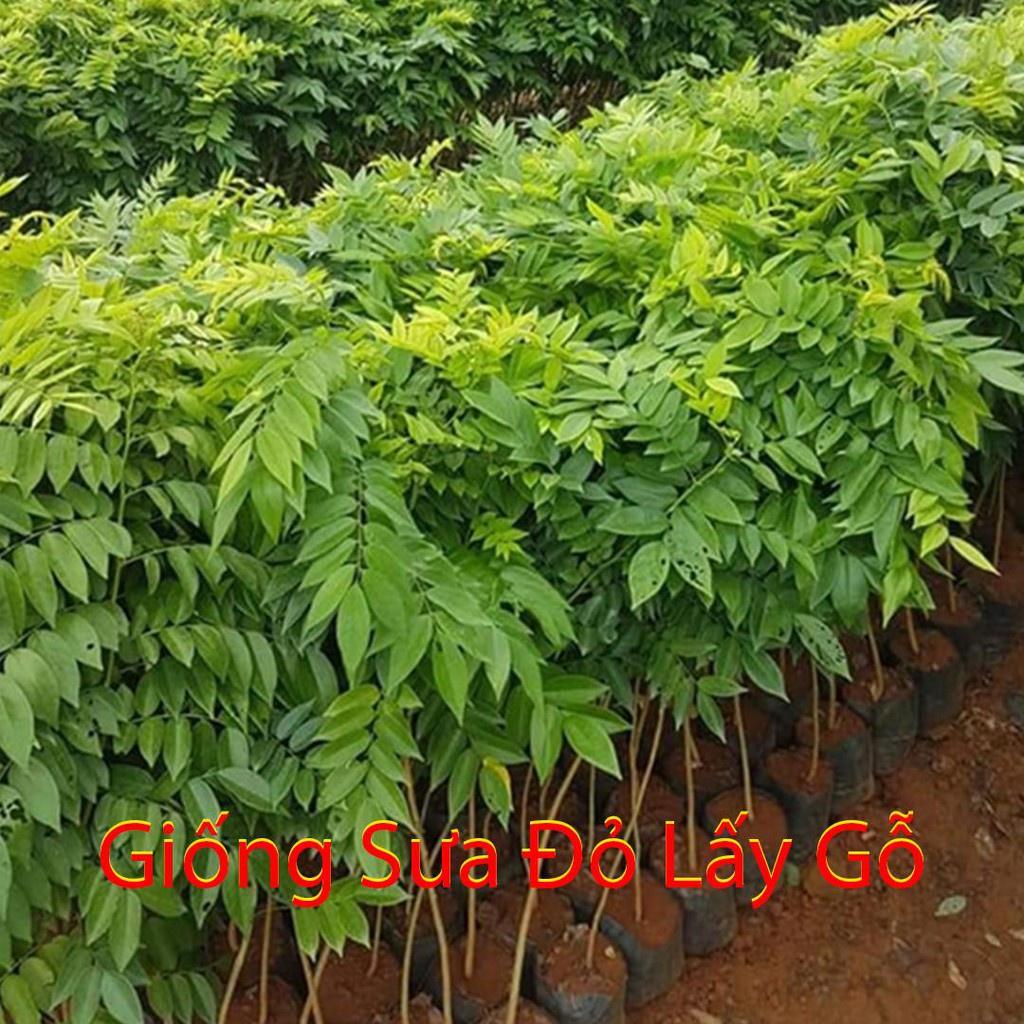 Cây giống sưa đỏ - cây giống cao trên 1m