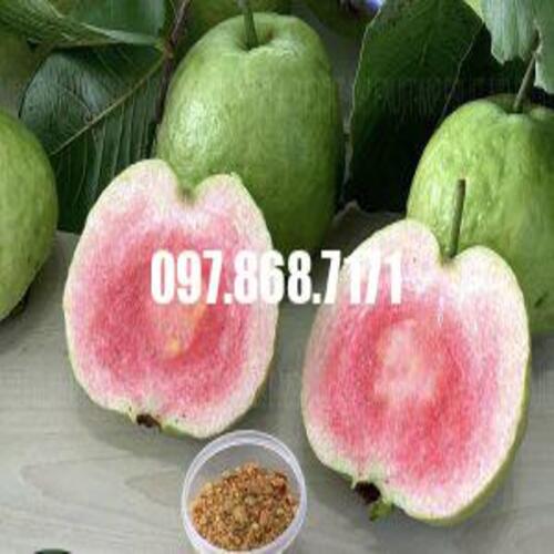 Cây Ổi Ruby
