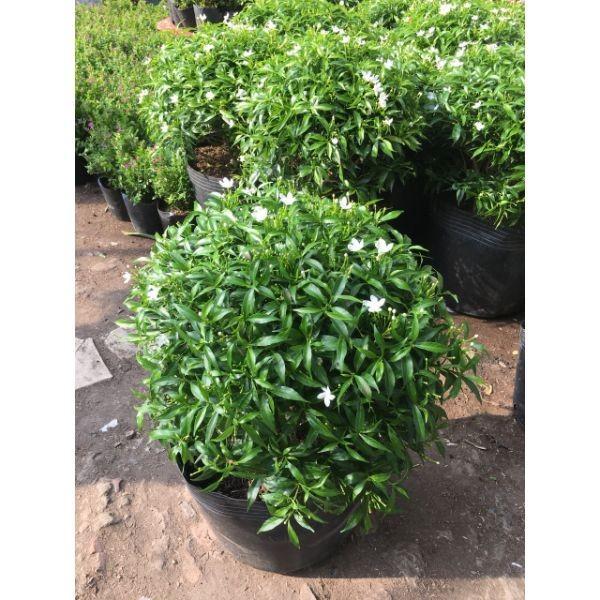 BẦU CÂY GIỐNG MAI VẠN PHÚC