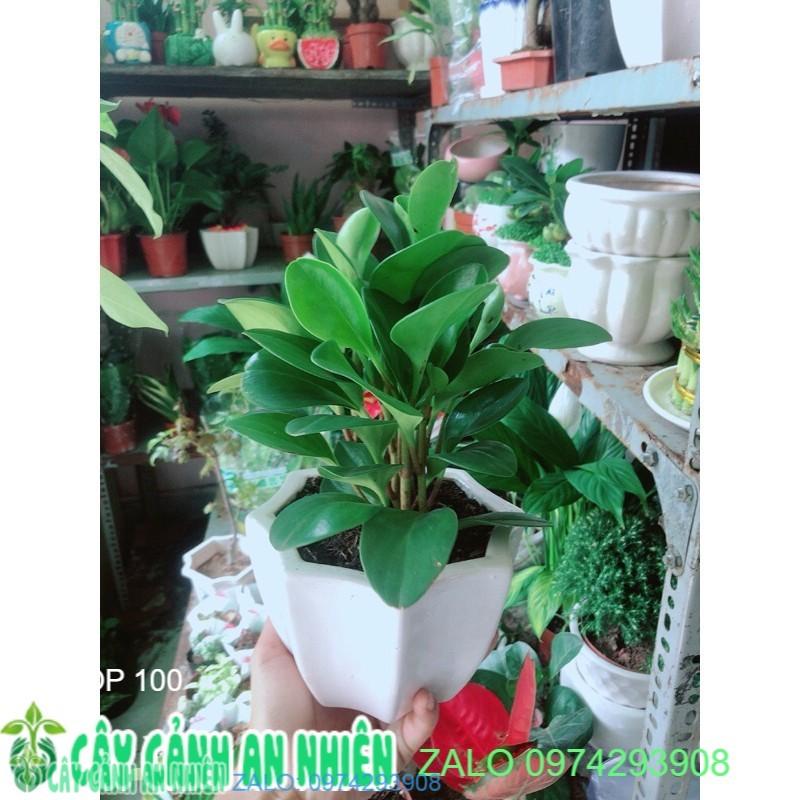 Chậu Cây Trường Sinh