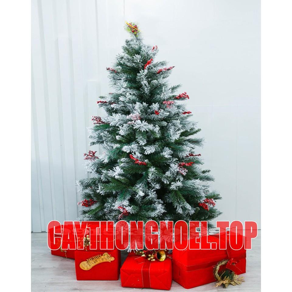 Cây thông noel phủ tuyết cao 2m - Cây cao cấp tán dày và rộng