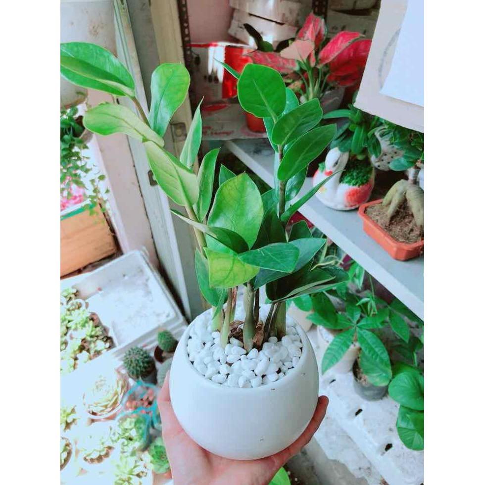 Chậu kim tiền thái Bán Chạy