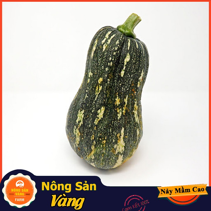 Hạt giống Bí Đỏ Hồ Lô - Nông Sản Vàng