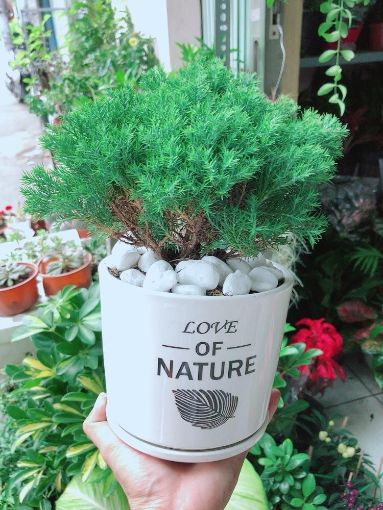 Chậu Cây Tùng Bồng Lai