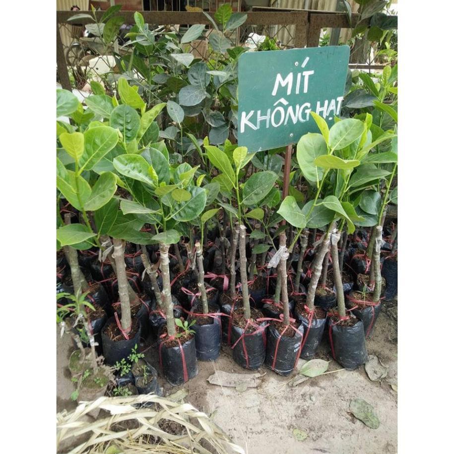 Cây Mít không hạt ra trái sau 15 tháng