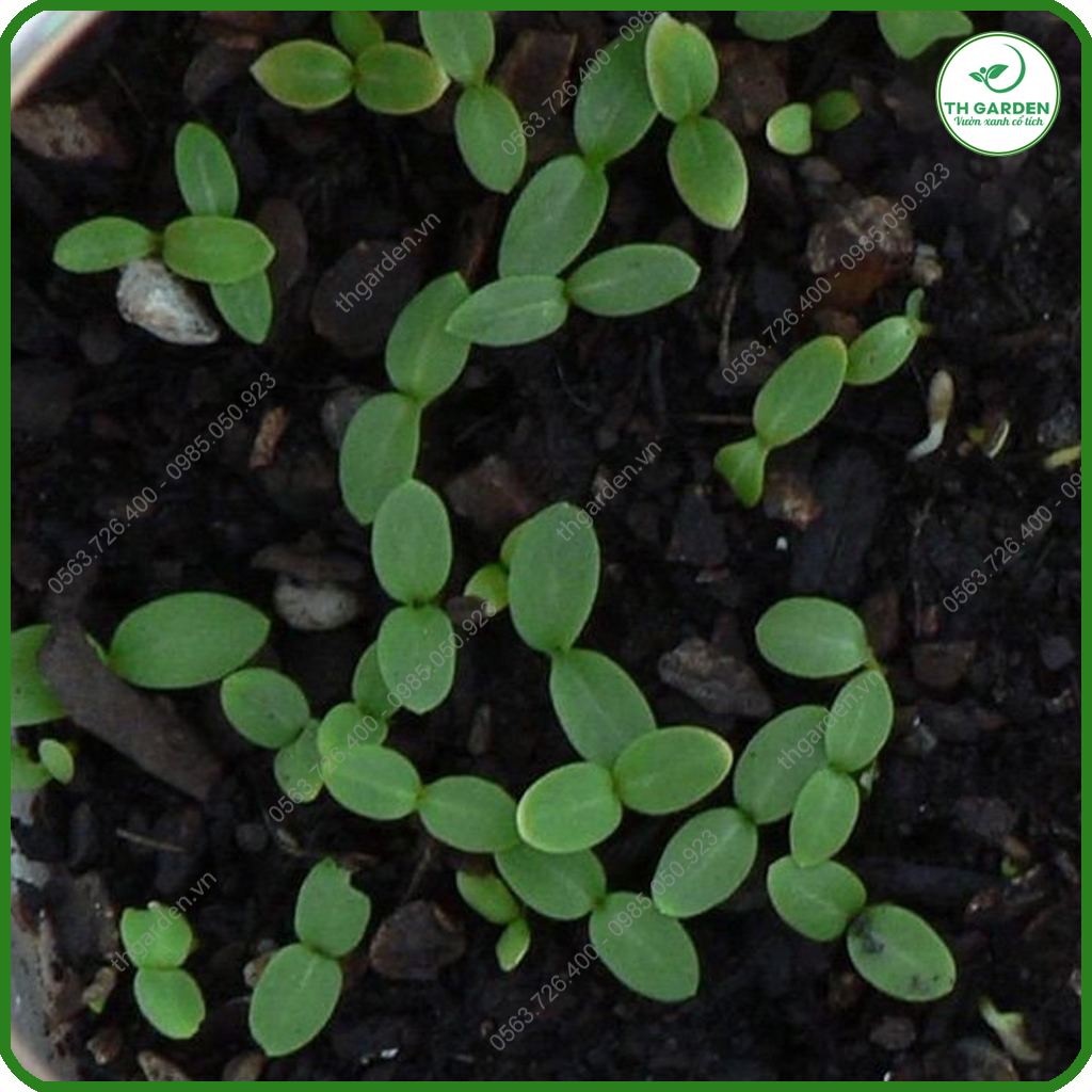 Hạt Giống Hoa Thanh Trúc Mix Nhiều Màu TH Garden - Siêu Đẹp Tuổi Thọ Cao, Hạt Giống Dễ Trồng Dễ Chăm Sóc, Hoa Thơm, Bền Màu, Lâu Tàn