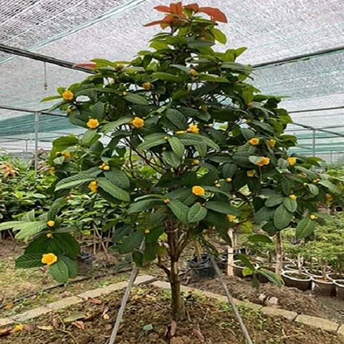 Combo 2 Cây giống trà hoa vàng - 24545