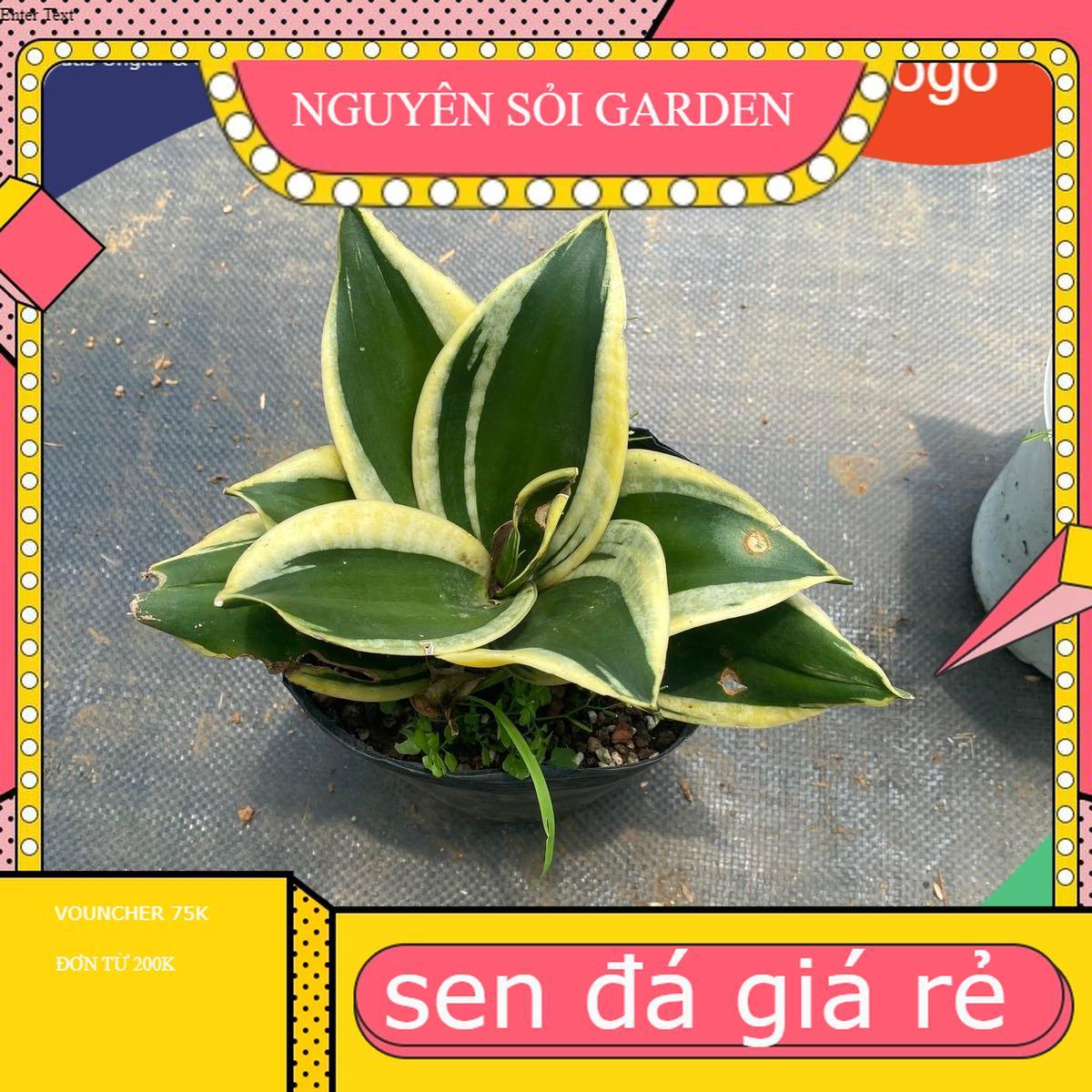Cây lưỡi hổ cây cảnh để bàn