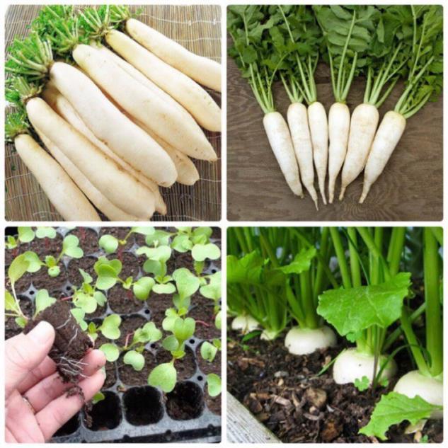 Hạt giống củ cải trắng 15gr
