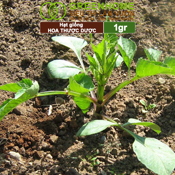 Hạt Giống Hoa Thược Dược Mix Greenhome, Gói 0.1gr, Sai Hoa, Màu Rực Rỡ, Dễ Trồng Quanh Năm H05
