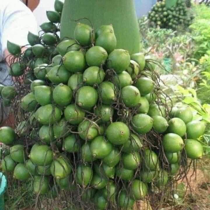 GIỐNG CAU CAU LÙN TỨ QUÝ