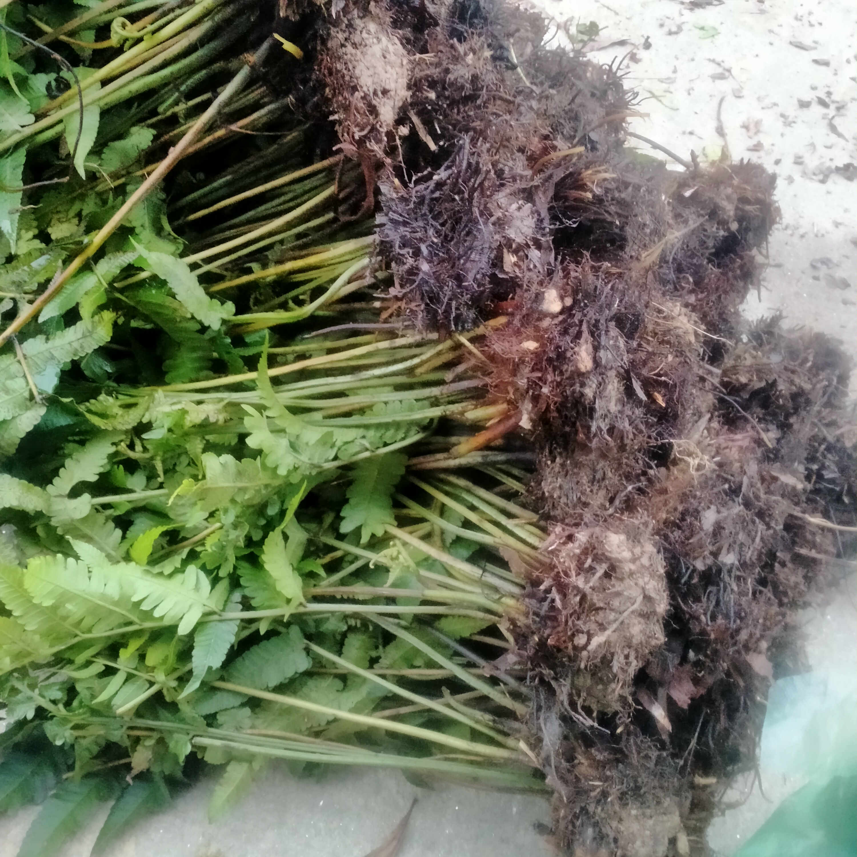 20 cây giống rau dớn 100k (tặng thêm 5 cây)