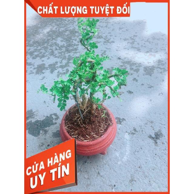 Chậu Cây Cần Thăng