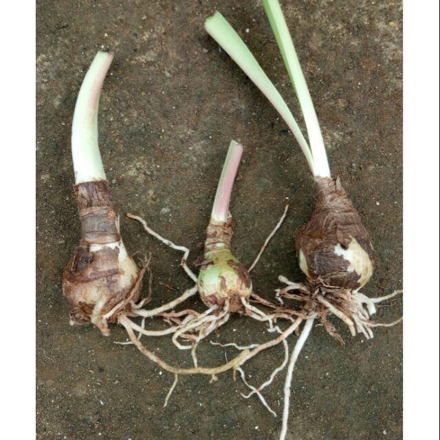 Củ hoa huệ tây 'cam thơ" đà lạt- củ size baby