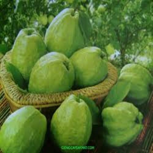 CÂY ỔI KHÔNG HẠT - Hàng cây giống chuẩn F1