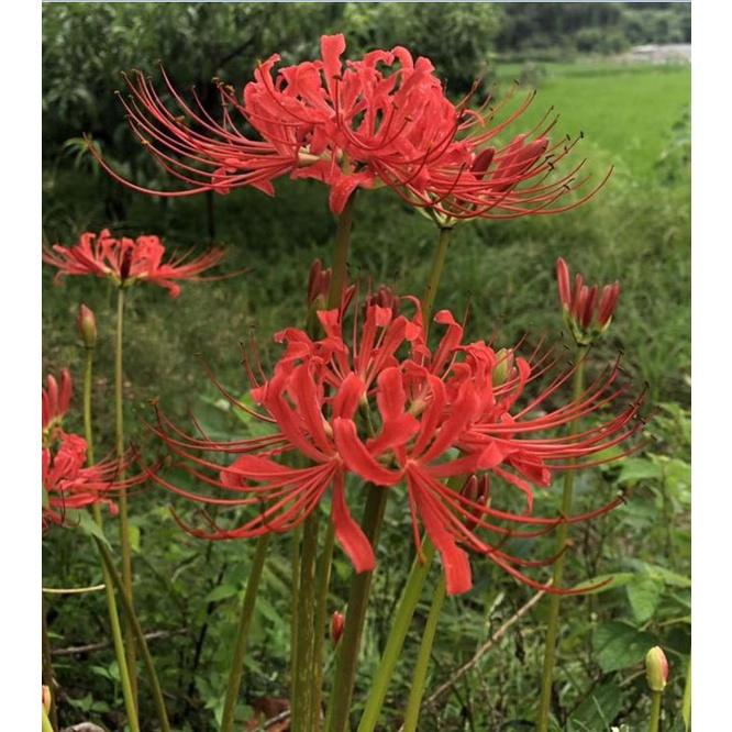 Combo 3 Củ giống hoa bỉ ngạn hoa màu đỏtặng kèm 3 viên nén