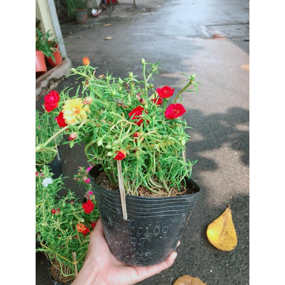 Hoa Mười Giờ Đẹp