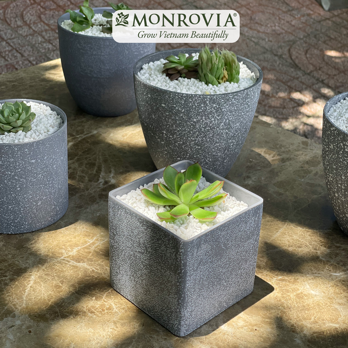 Chậu trồng cây mini MONROVIA cho sen đá, cây cảnh, hoa nhí, xương rồng, bonsai để bàn, ban công