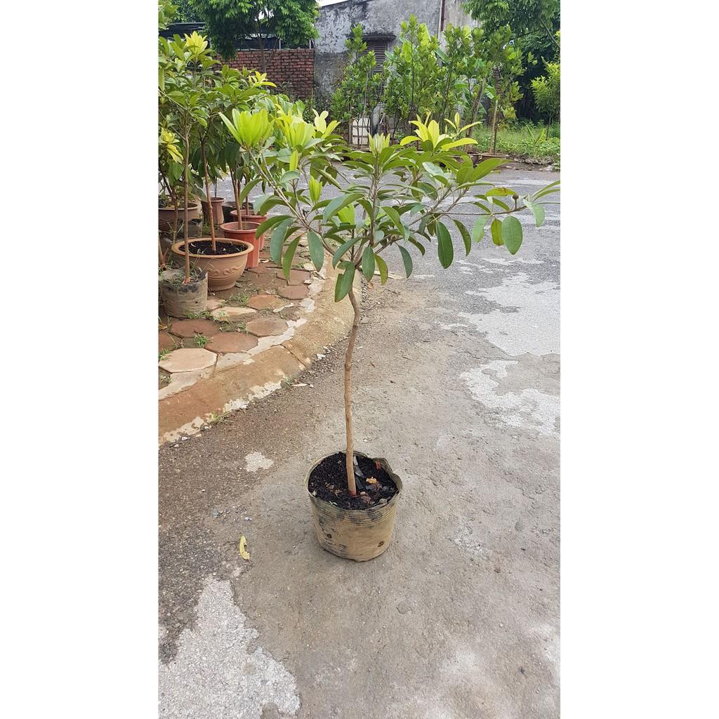 Cây hồng xiêm xoài trưởng thành - Đơn hàng thanh toán trước tặng 1 cây giống cùng loại