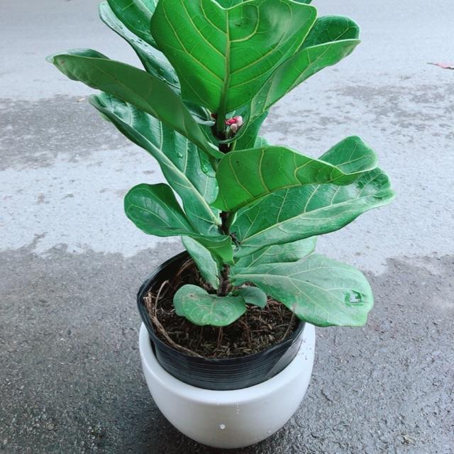 Chậu Bàng Singapore