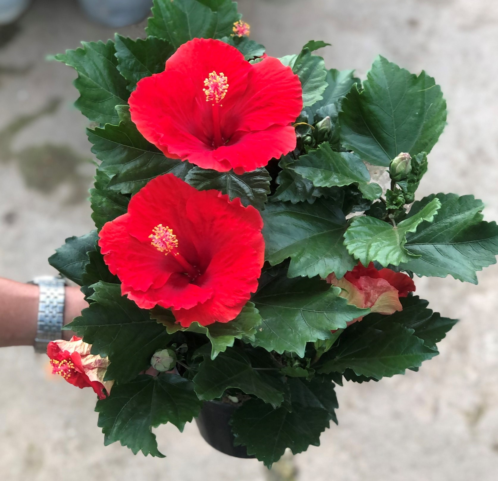 Chậu hoa râm bụt BS10