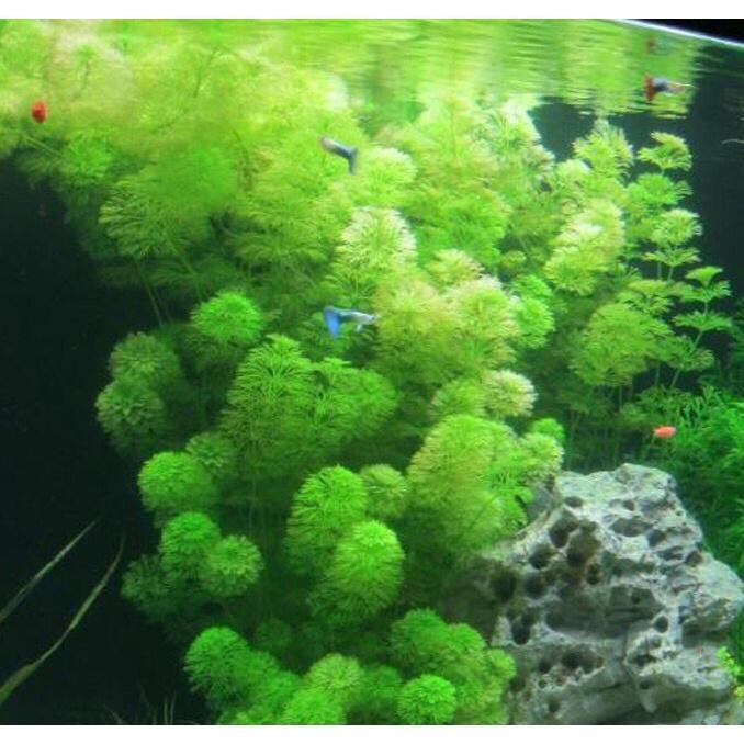 Tiểu bảo tháp 15 cây , cây thủy sinh