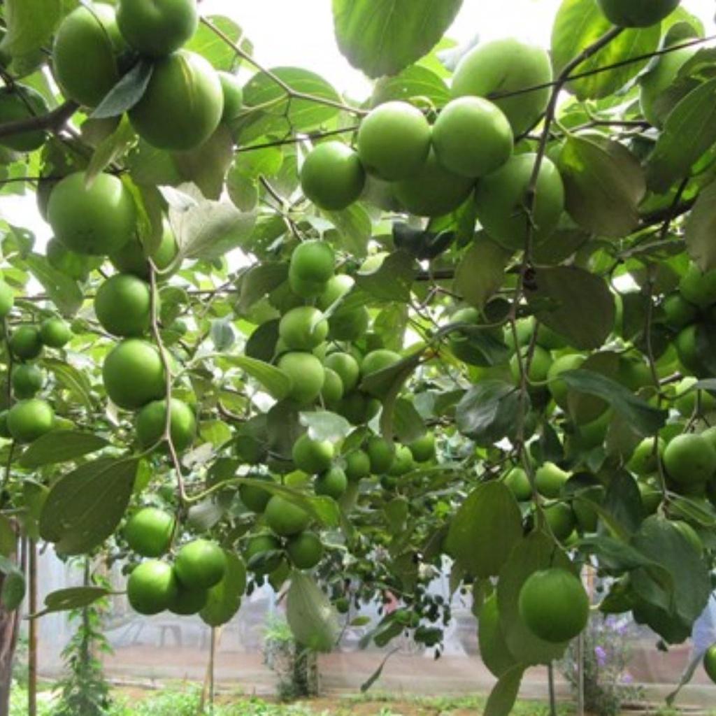 Phân bón Canxi bo ++ giúp chống nứt, thối, rụng trái non, cứng cây, to quả cho mọi cây trồng