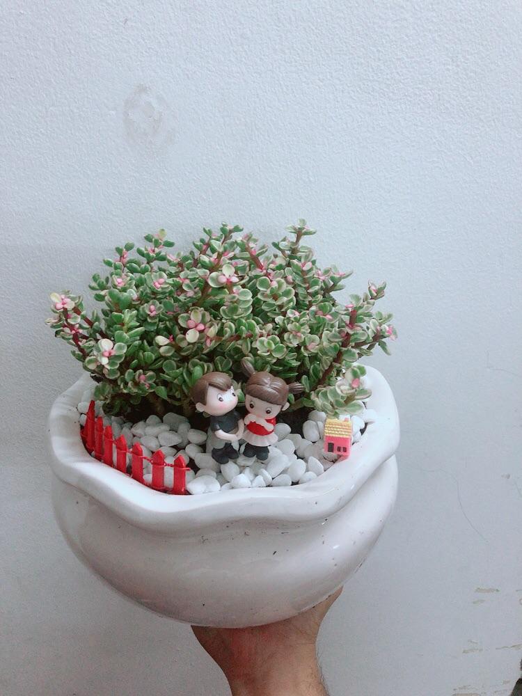 Chậu Cây Cành Vàng Lá Ngọc