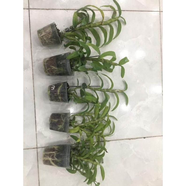Hoa phong lan - trầm 6 mắt