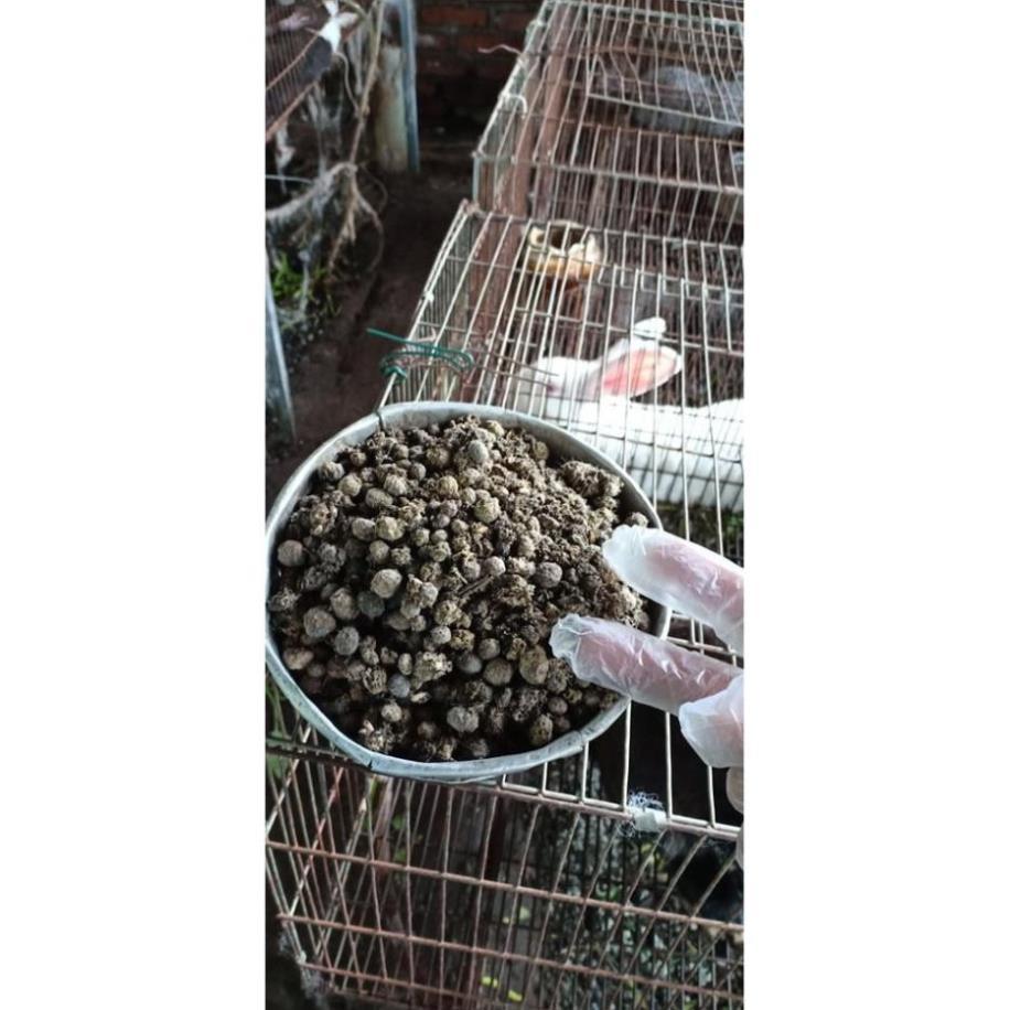 Hoa phong lan phi điệp 5ct gieo hạt ki mập khỏe ấm chậu