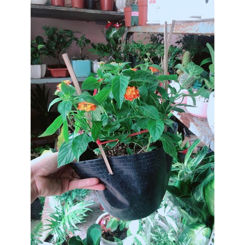 Cây Trâm Ổi