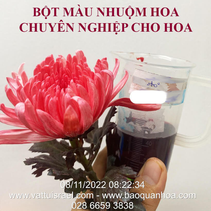 Thuốc Bột Nhuộm Hoa Tươi  màu thực phẩm Ấn Độ (Combo 3 hộp tùy màu) giúp đổi màu hoa cắt cành (1 hủ pha 12L nước màu)