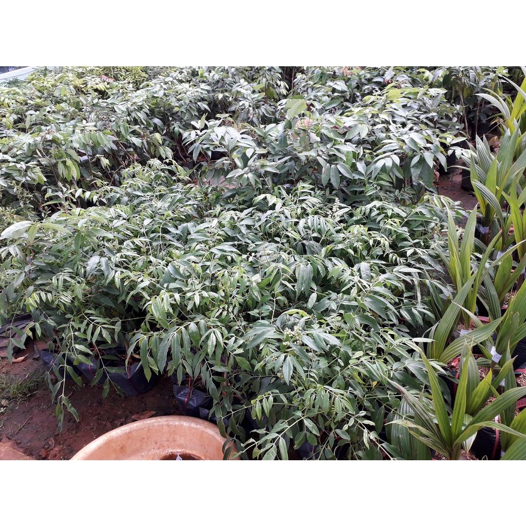 Cây giống CÓC THÁI SIÊU SỚM bầu nhỏ .