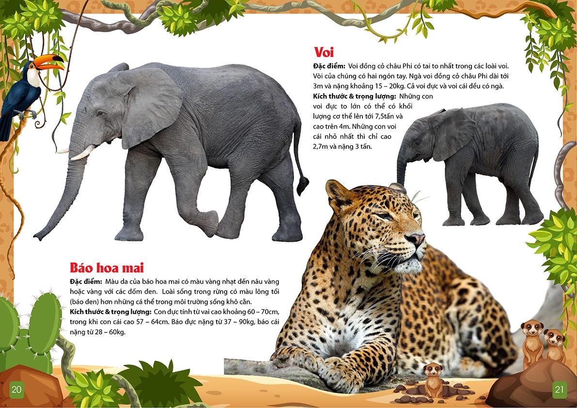 Khám Phá Động Vật 5 Châu - Châu Phi