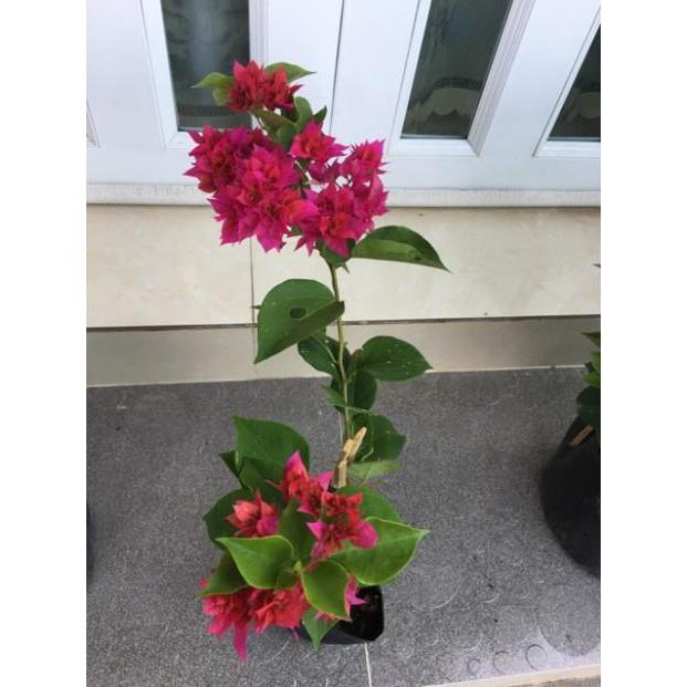 Cây giấy thái đỏ hồng siêu hoa