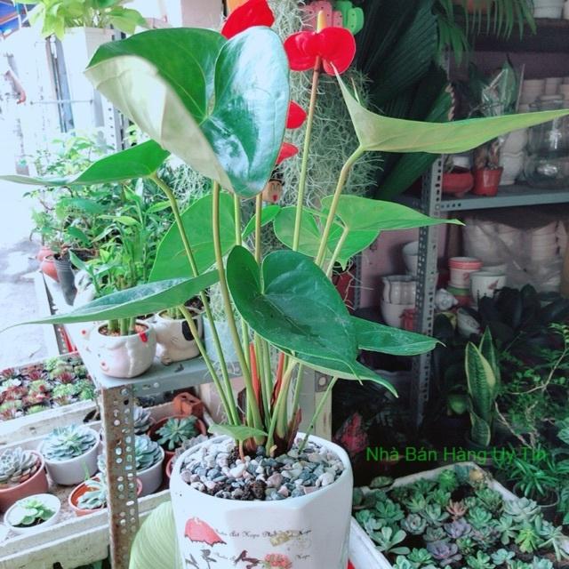 Chậu Cây Hồng Môn