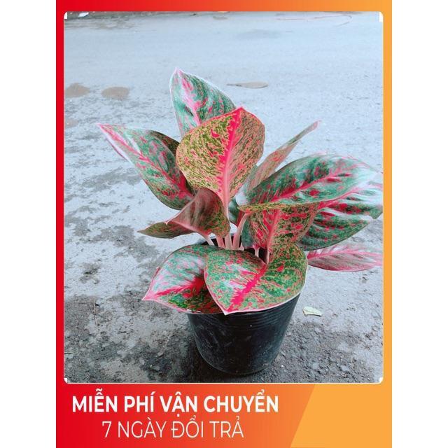 Cây Như Ý Màu Đỏ