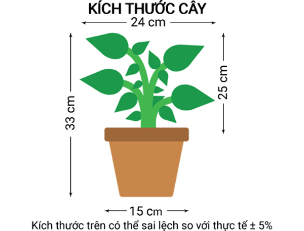 Cây Vạn Lộc