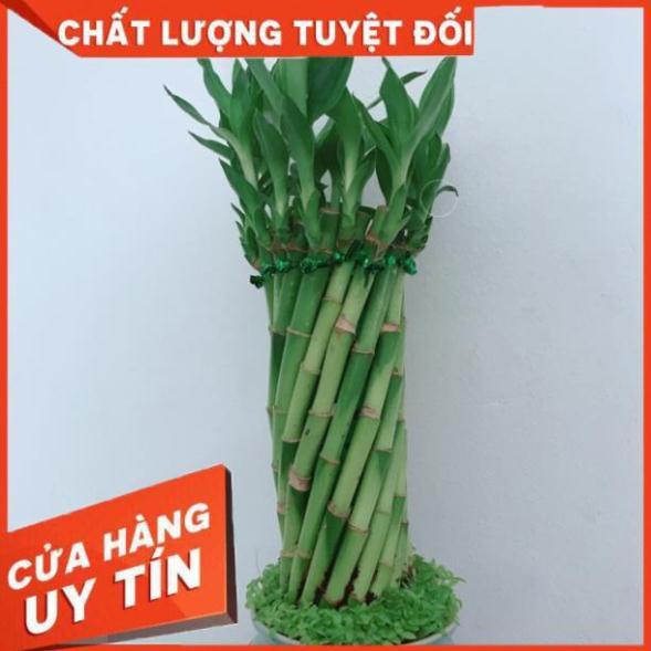 Chậu chúc phát tài hình xoắn trụ