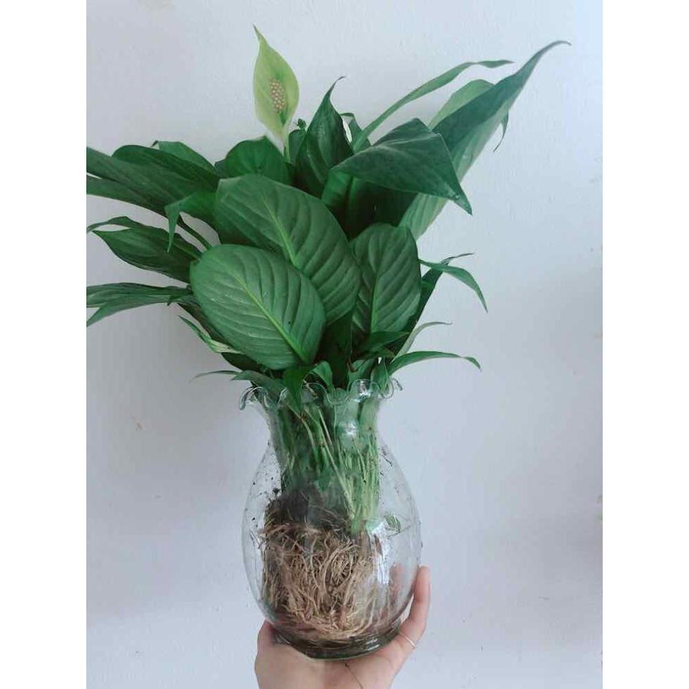 Chậu lan ý thuỷ sinh Bán Chạy