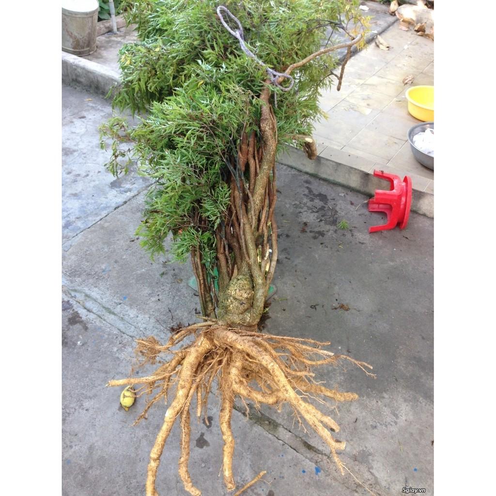 Thân Đinh Lăng Khô