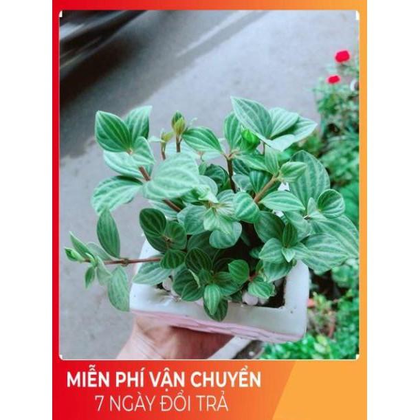 Chậu Cây Hột Xoàn
