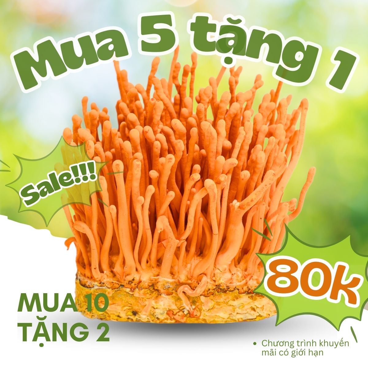 [Mua 5 tặng 1] Đông trùng hạ thảo KOVI dạng tươi | 700ml | 150g | Mua 10 tặng 1