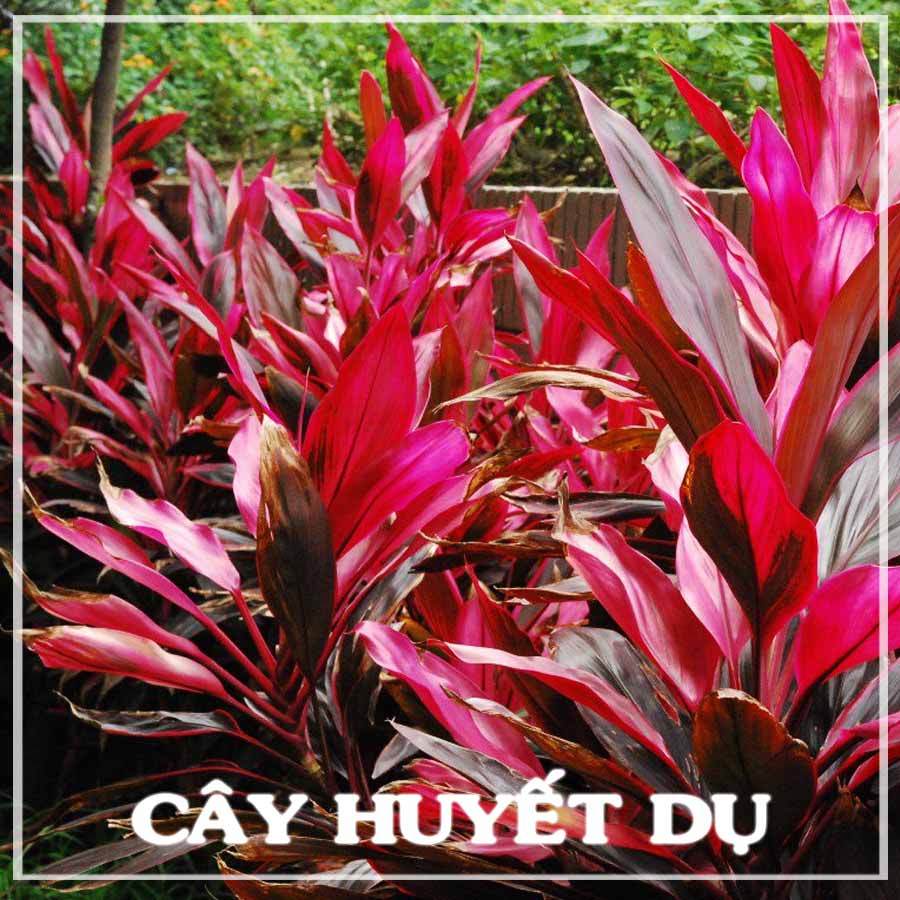 Cây huyết dụ khô sạch đóng gói 1kg