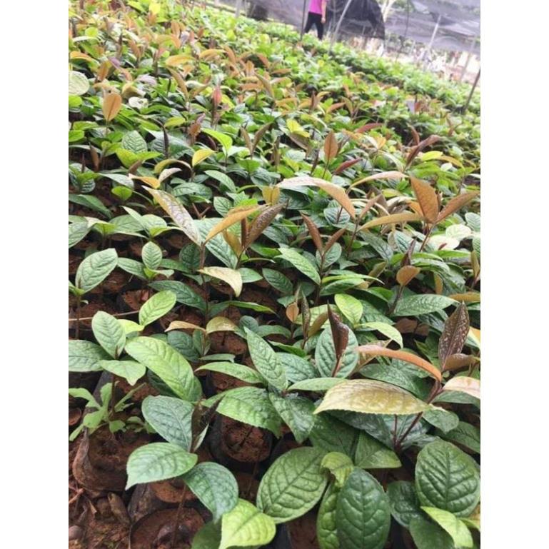 2 cây trà hoa vàng ươm trong bầu đất