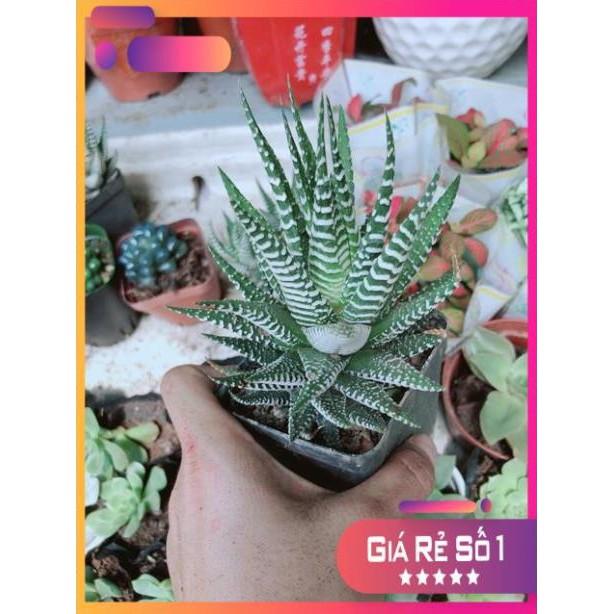 Chậu Móng Rồng